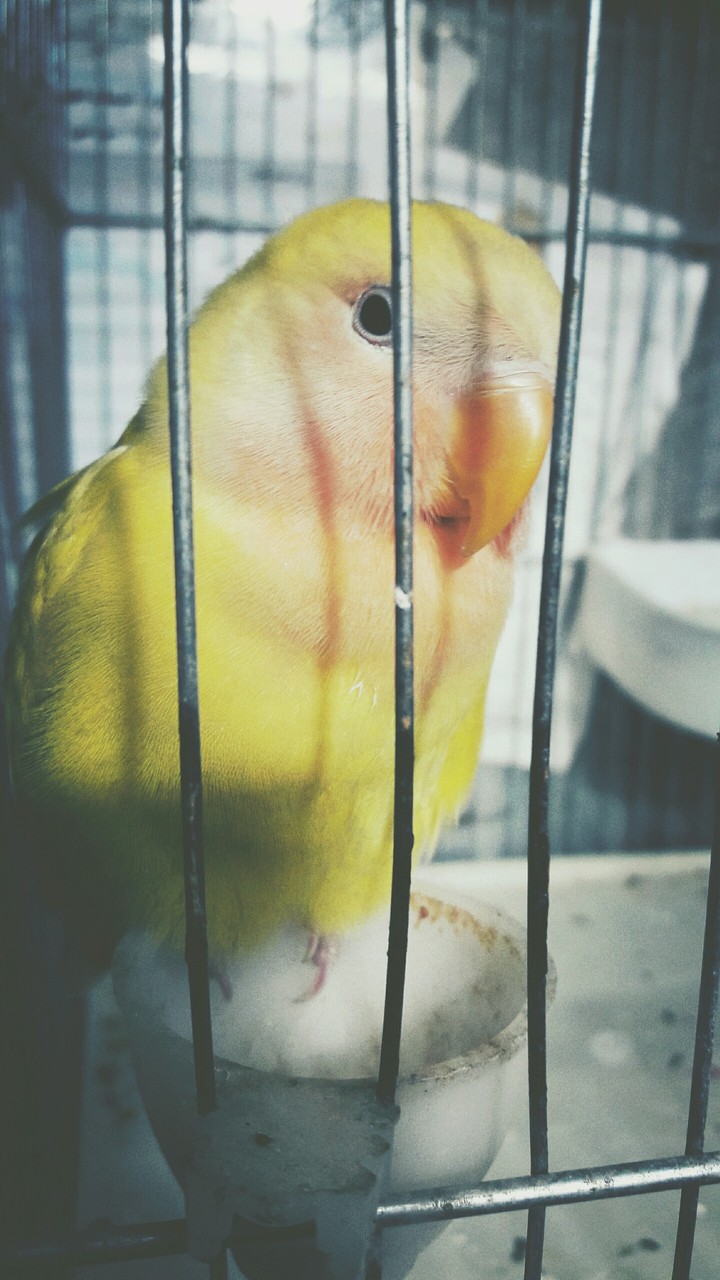 bird
