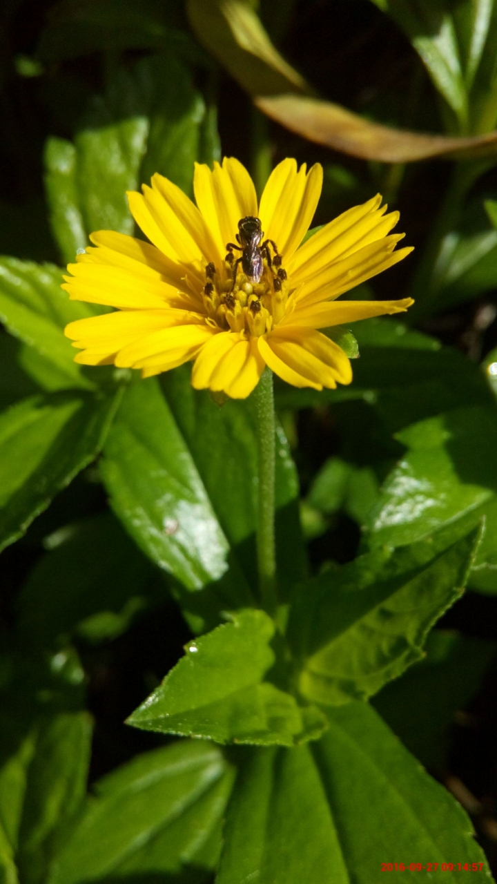 mini sunflower