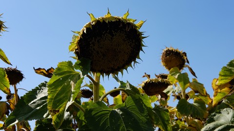 tournesol