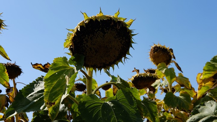 tournesol