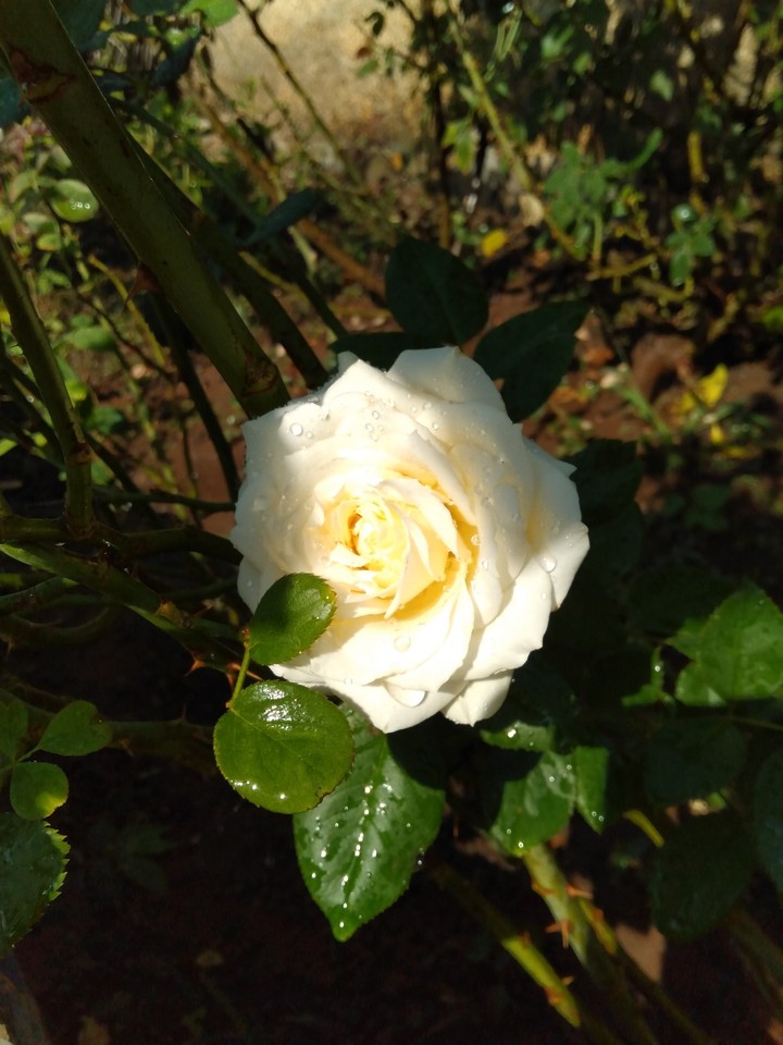 my sweet rose