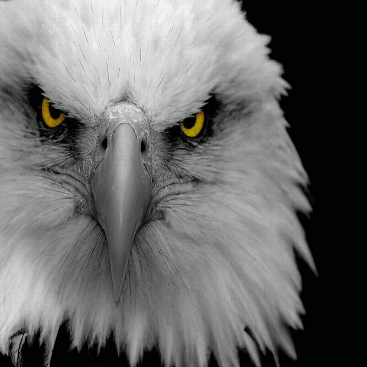 eagle