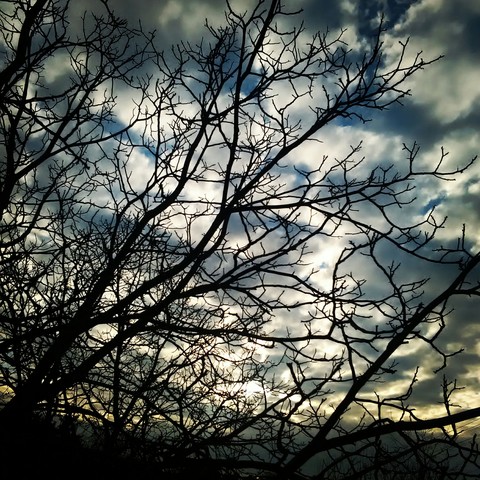tree :3