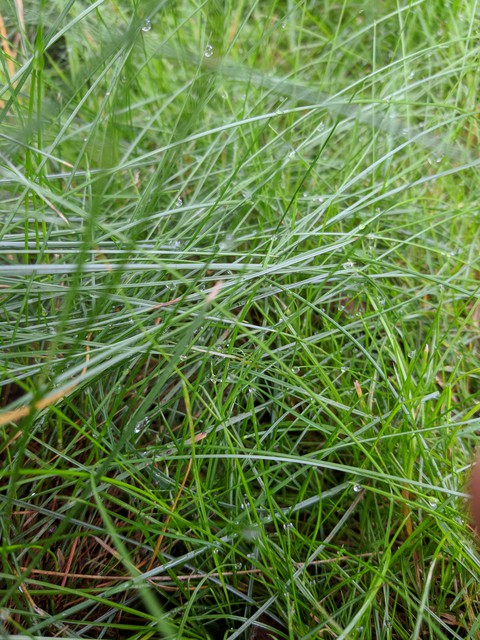 Grass and waterdrops