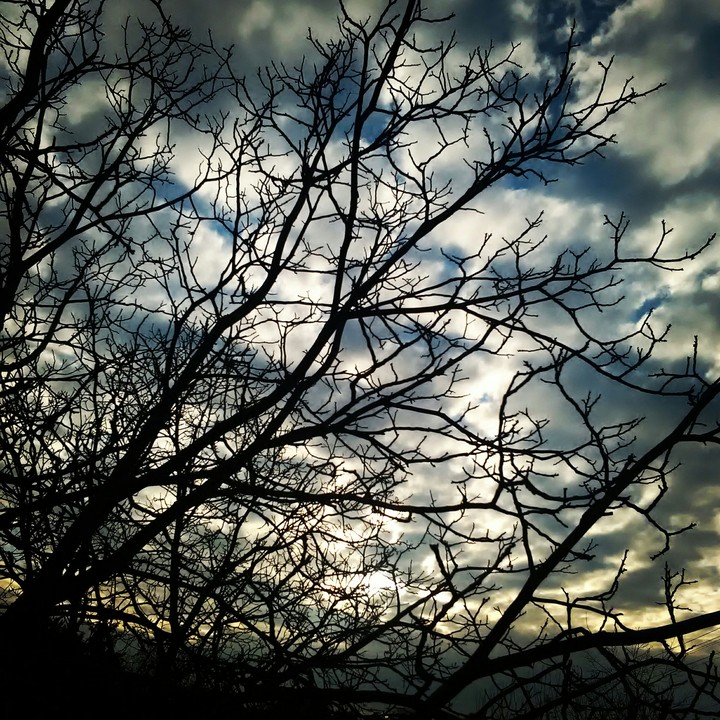 tree :3