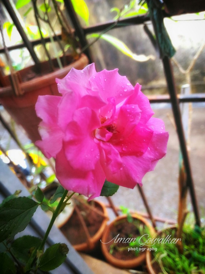 lovely pink rose