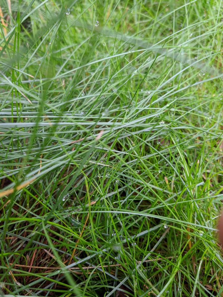 Grass and waterdrops