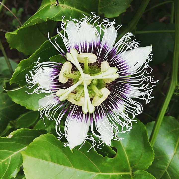 Passion Fruit