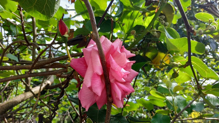 rose