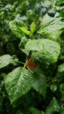 Rainy day
