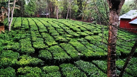 Tea garden