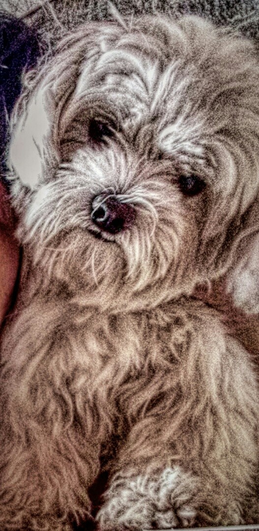 little dog