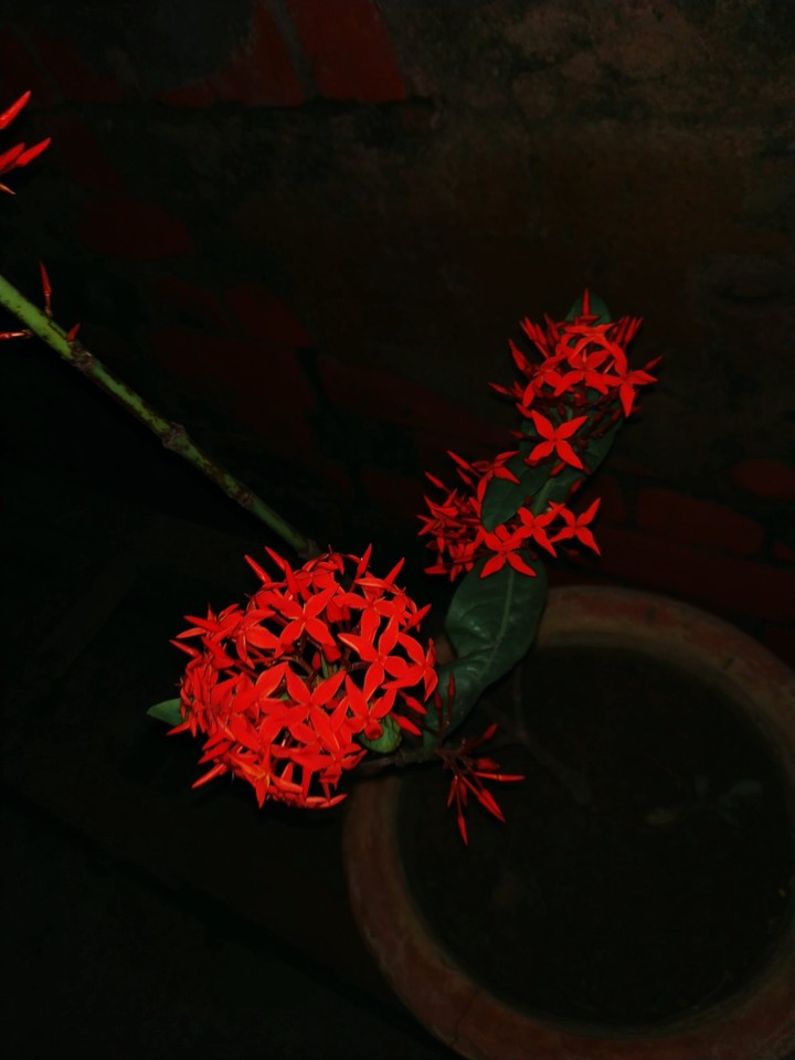 flowery night