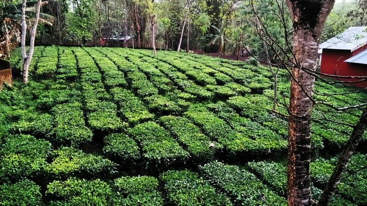 Tea garden
