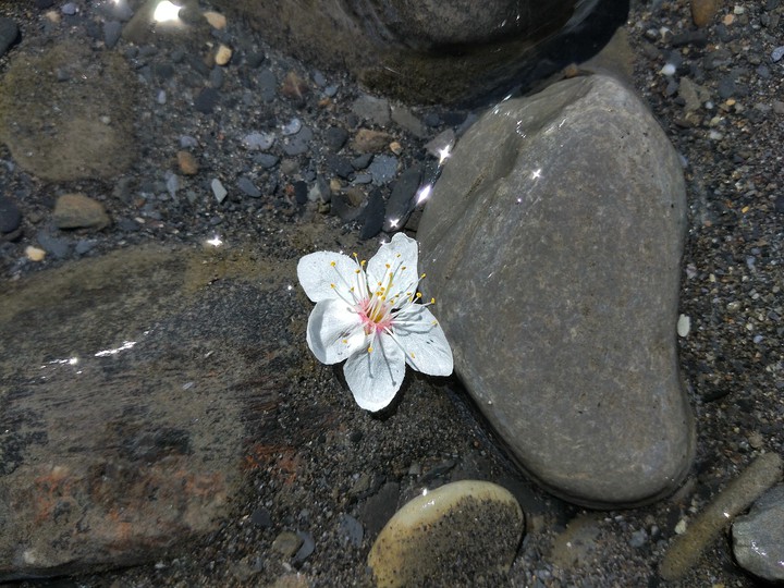 #flower♥️