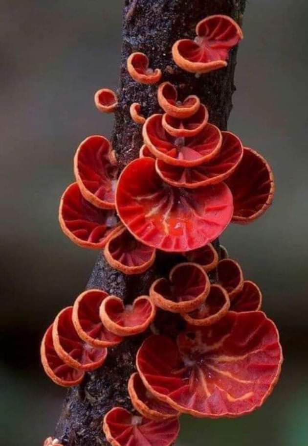 Mushroom