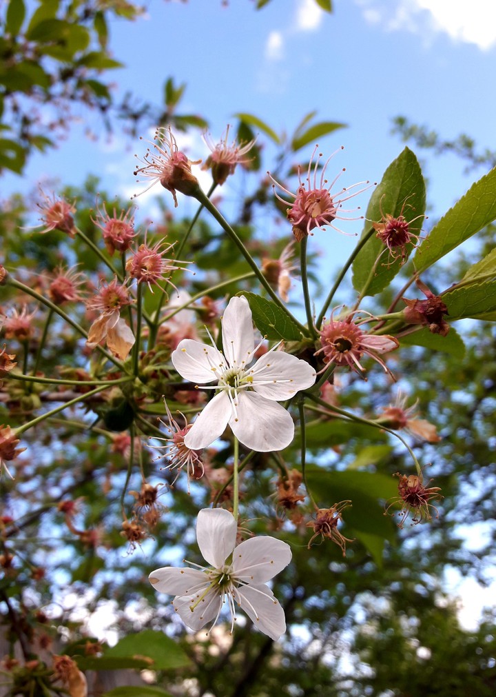 Spring flowers