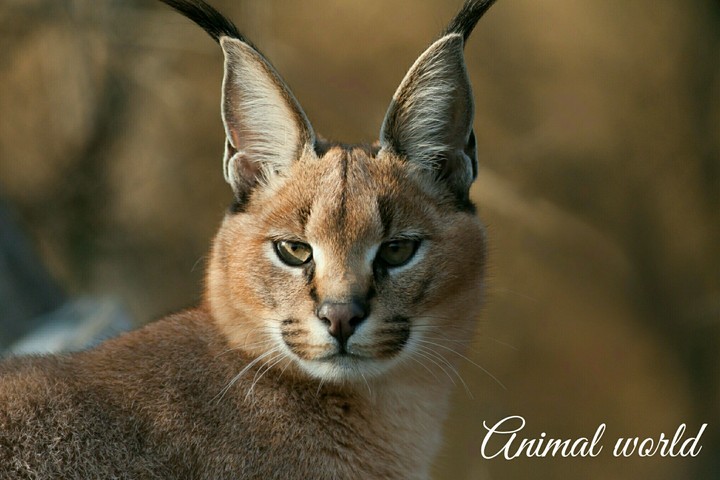 Animal world.