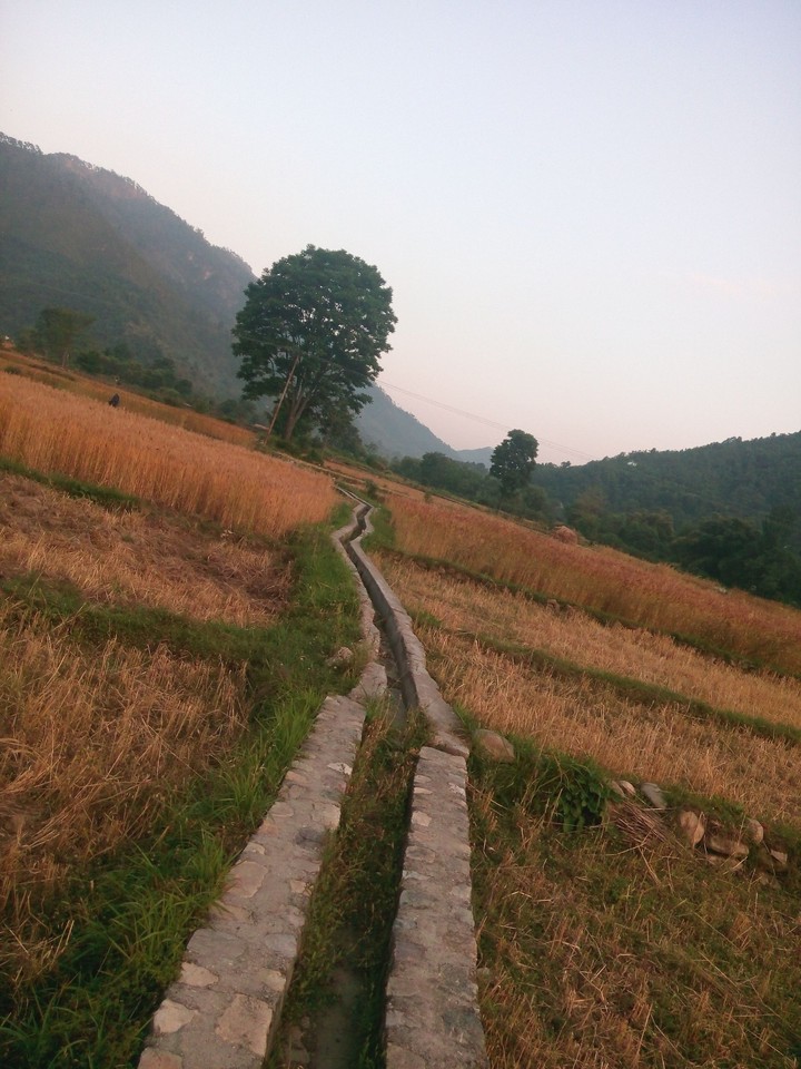agriculture