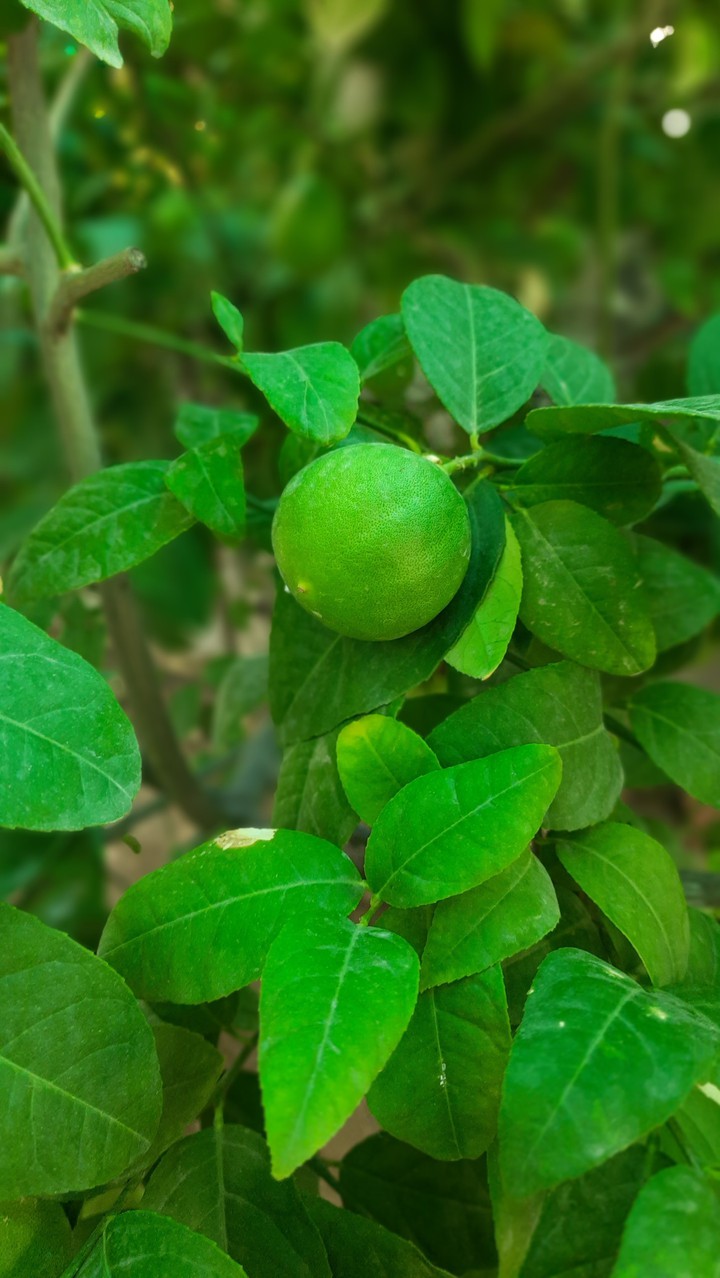 lemon