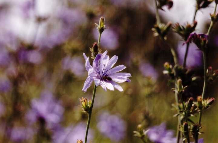 Fleur des champs