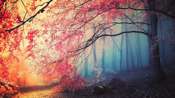 the tree trunk in dark but its flower glow