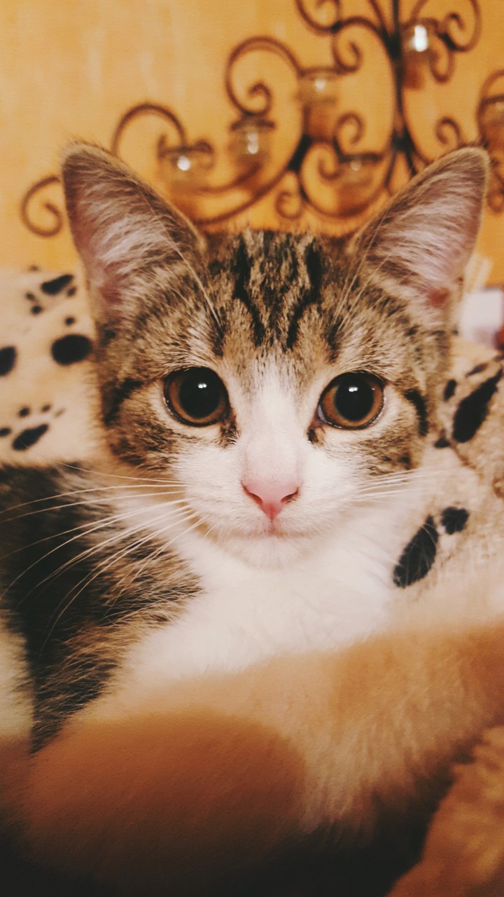 BKH Katze