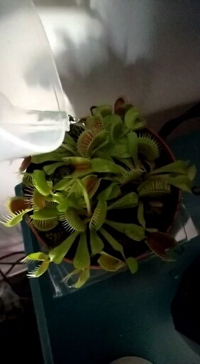 Venus flytrap