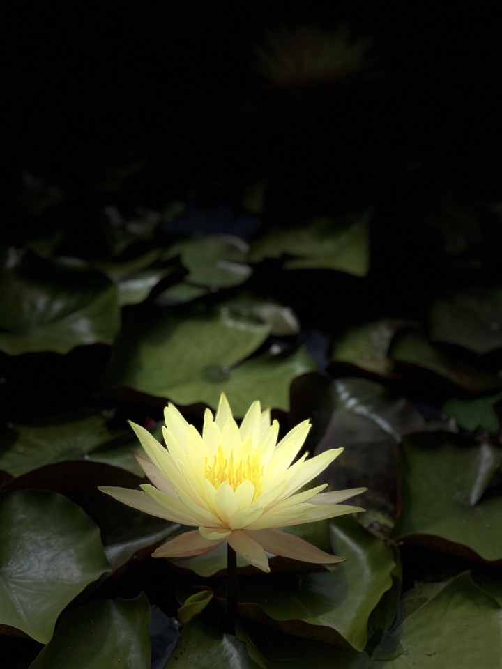 가시연꽃
