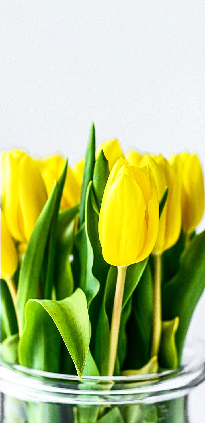 Tulip