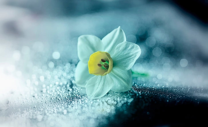 Lone Narcissus