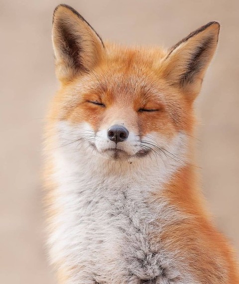 cute fox