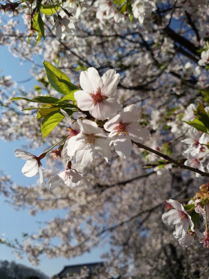 桜