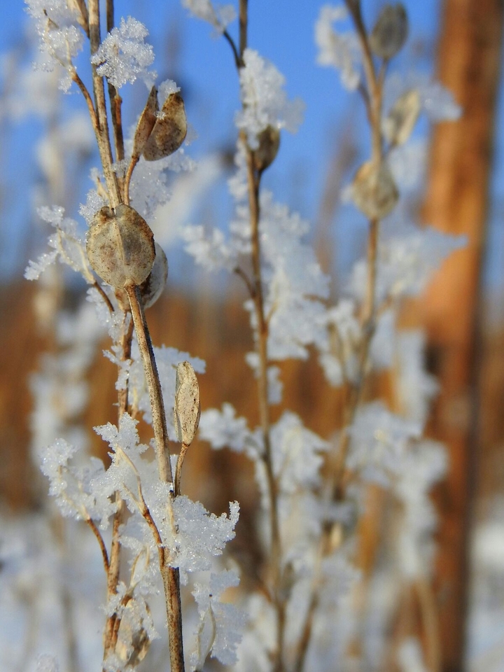 Frosty Winter.