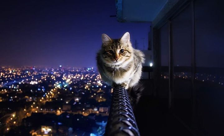 cat