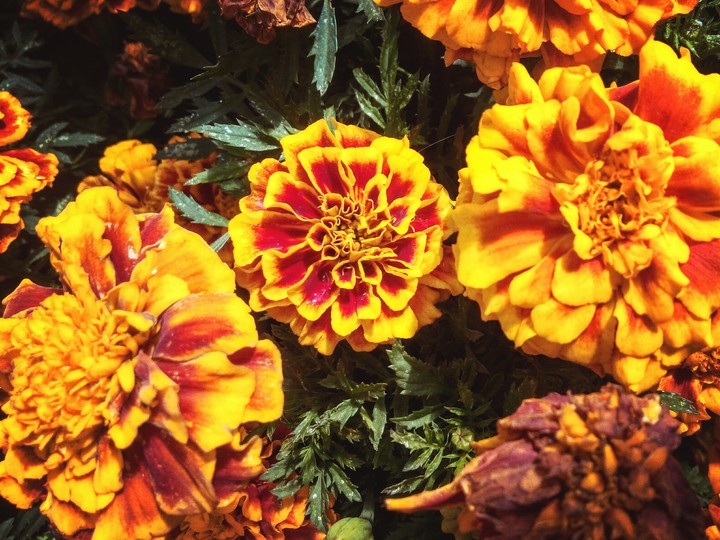 flower