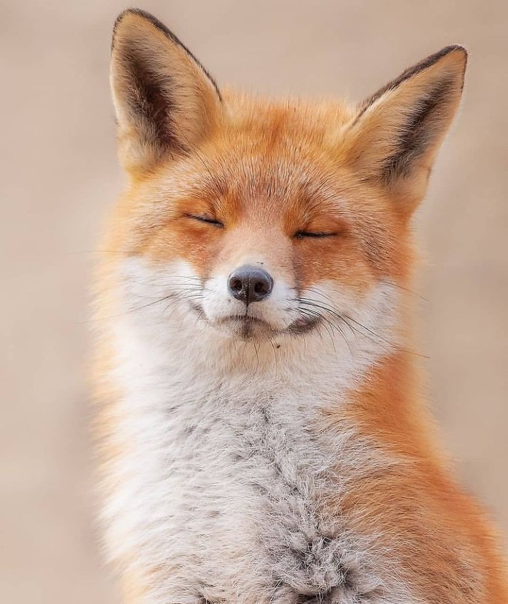cute fox