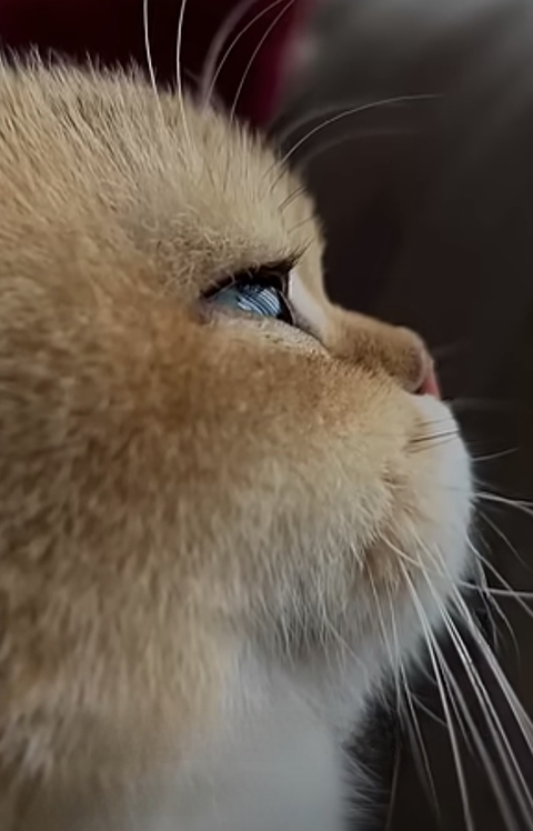 felinae, whiskers háttérképek