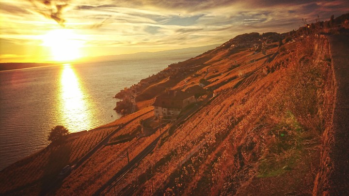 Swiss gold vineyards 