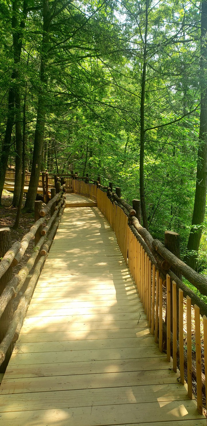 The Bridge