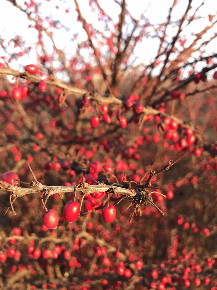 wild berries