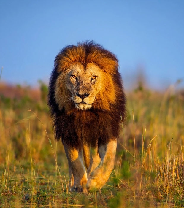lion