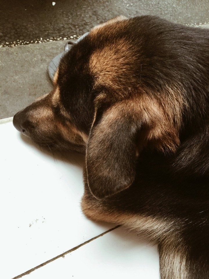 Dog