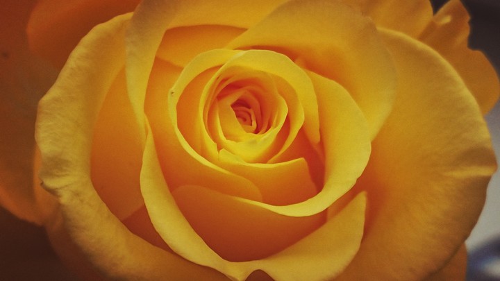 Roze