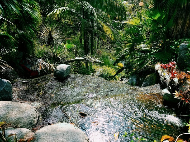 Rainforest