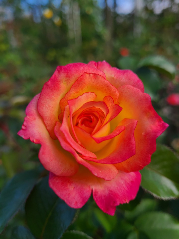 Rose Flower