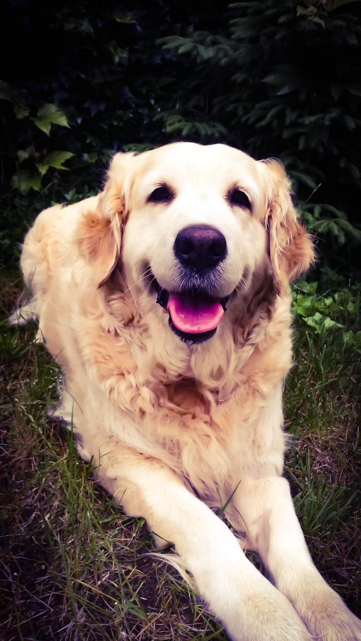 My dog