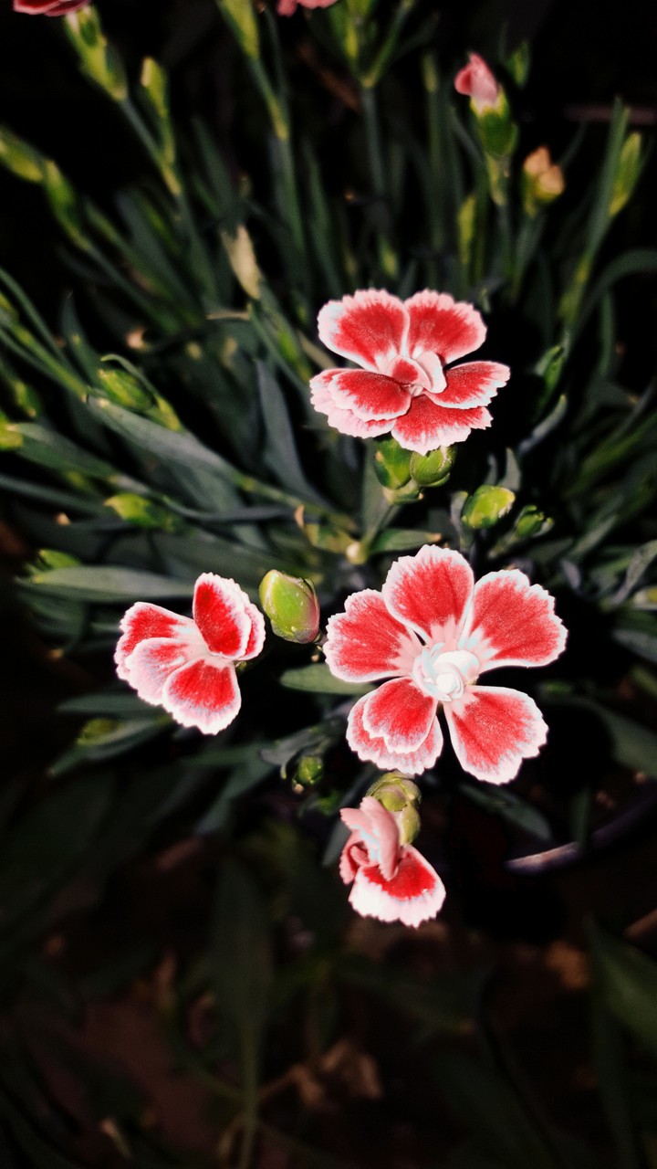 Carnations mini