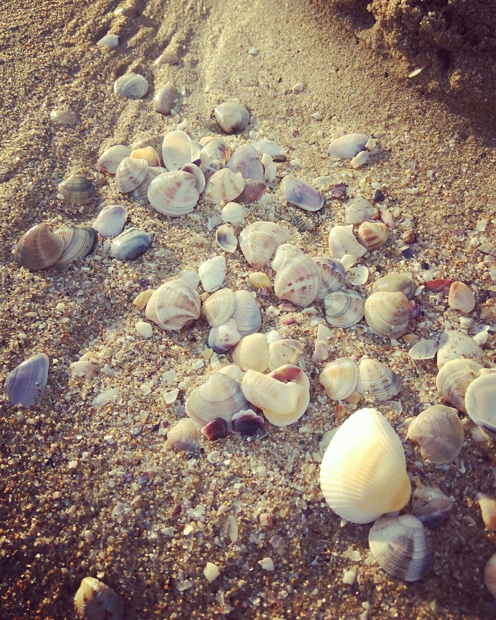 sea shells