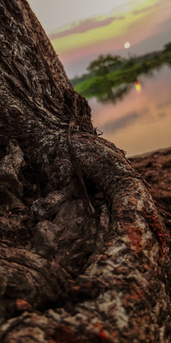 Groot